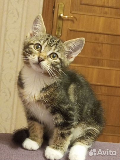 Полосатые котята