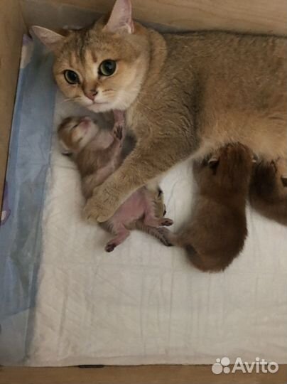 Котята в золотом окрасе