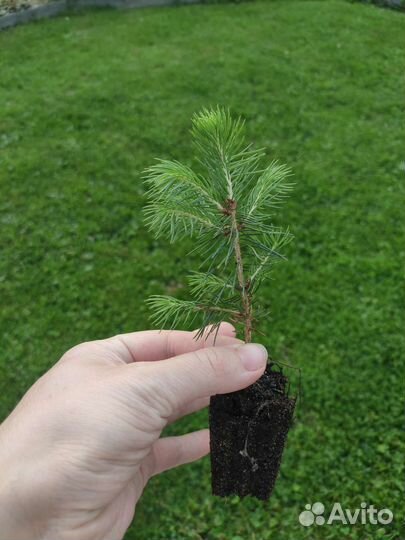 Голубая ель