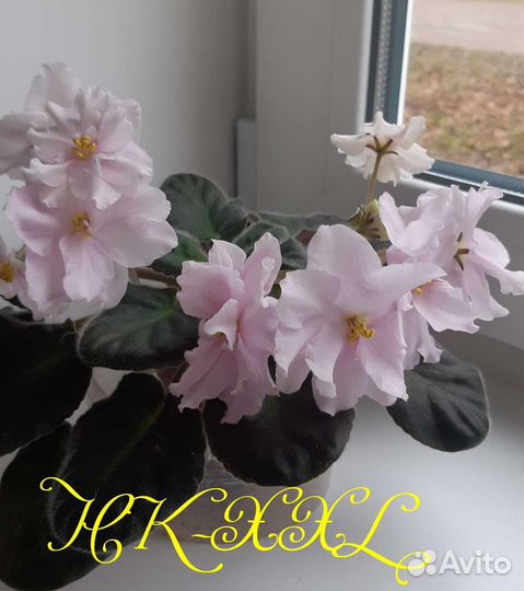 Листочки сортовых фиалок