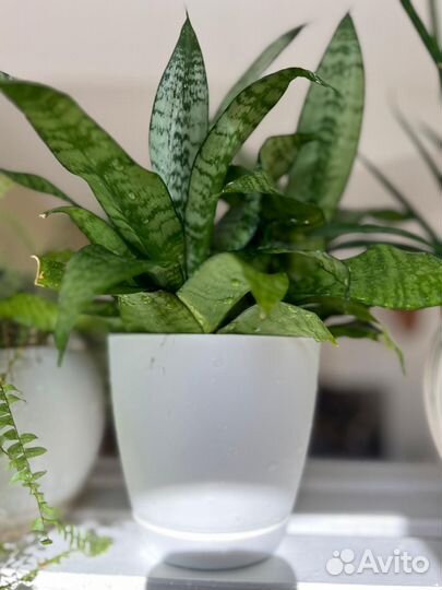 Сансевиерия