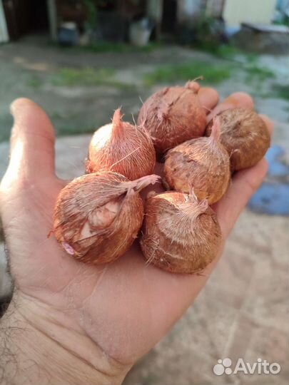 Луковицы фрезии