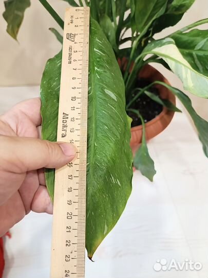 Спатифиллум Джемини