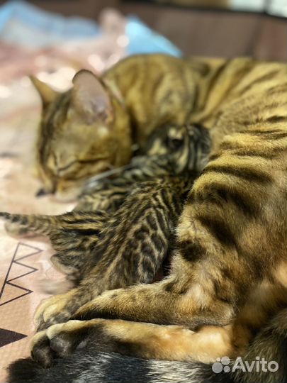 Бенгальские котята