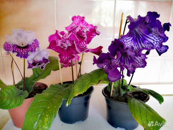 Стрептокарпусы