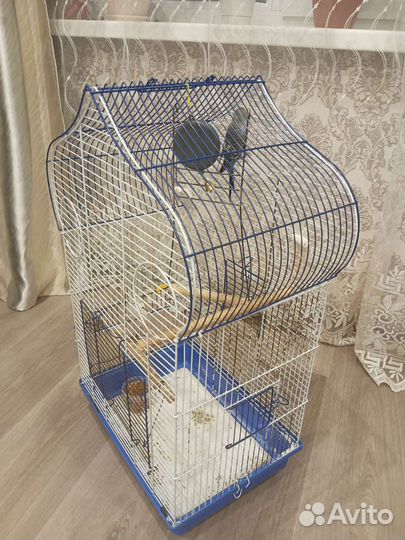 Попугай с клеткой