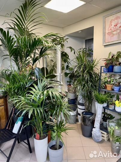 Растения для озеленения дома