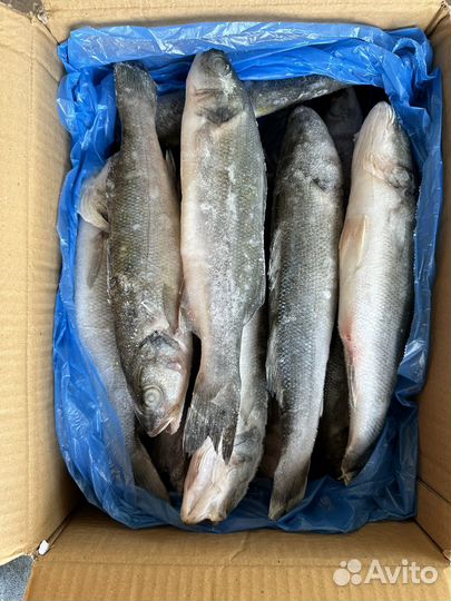 Рыба икра морепродукты