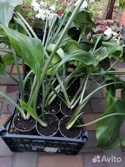 Эухарис амазонская лилия