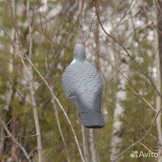 Чучела голубя Вяхиря из полистирола