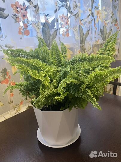 Папоротник