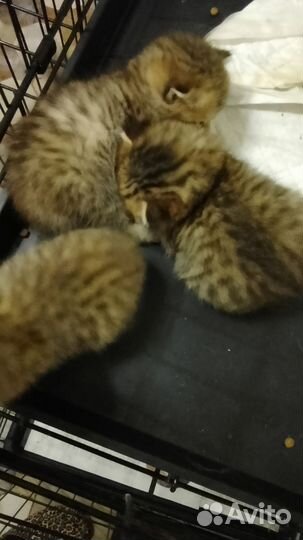 Шотландская золотая шиншила