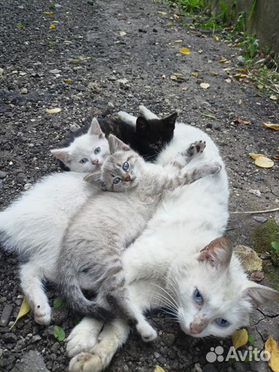 Котята в добрые руки