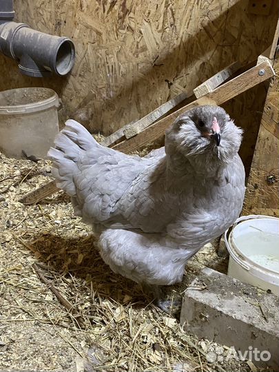 Карликовый Кохинхин лаванда цыплята, яйцо