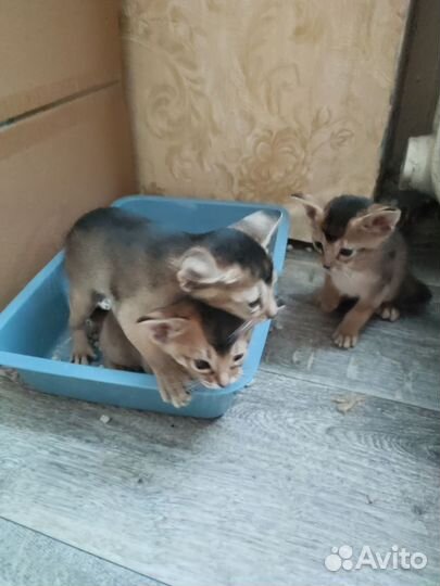 Абиссинские котята метисы