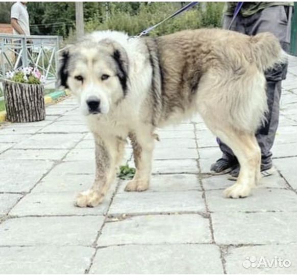 Алабай в дар