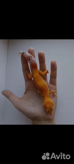 Эублефары Blood, Sunglow