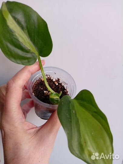 Сортовые сциндапсусы