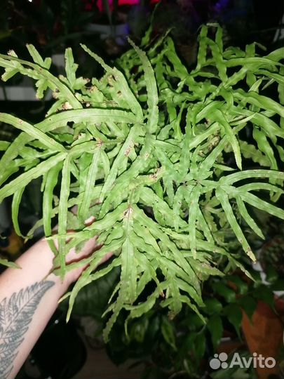 Папоротники комнатный