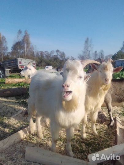 Козы,гуси,петухи