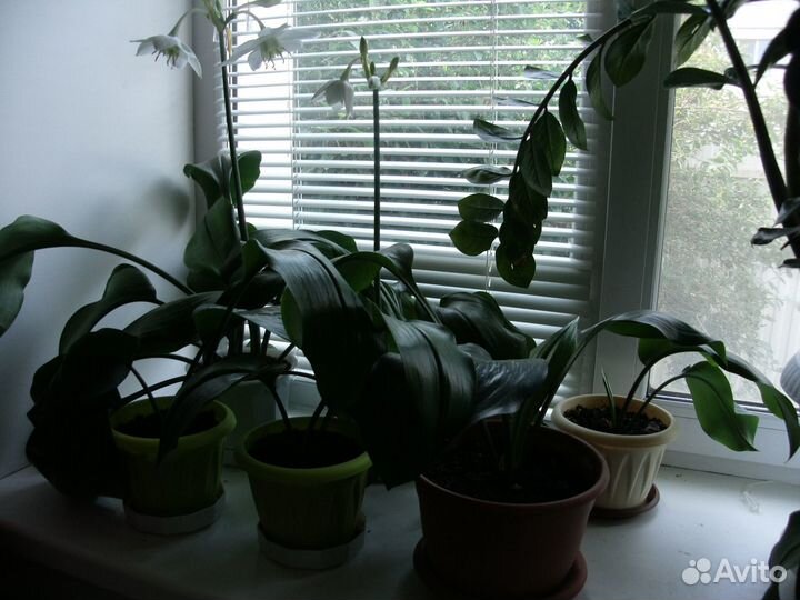 Эухарис (амазонская лилия)