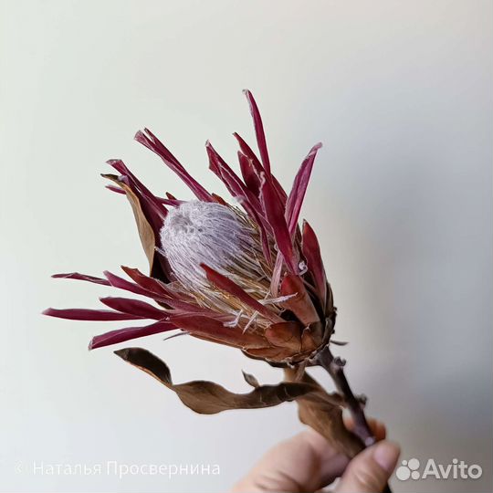 Экзотические сухоцветы. Протея. Банксия