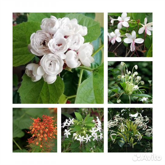 Клеродендрумы Взрослые комнатные цветущие растения