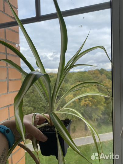 Хлорофитум