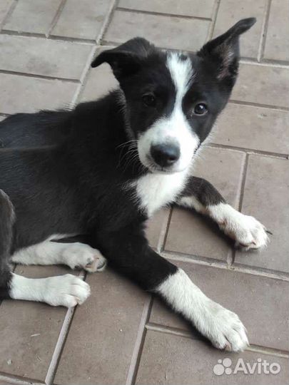 Уникальная девочка в добрые руки