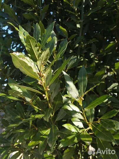 Лавровый лист