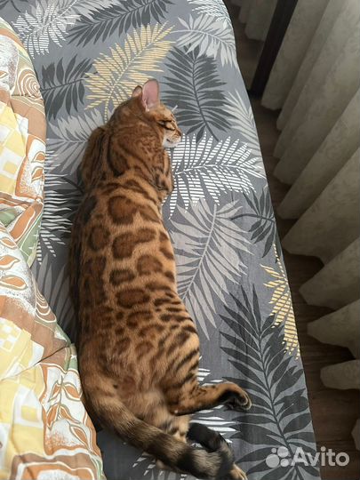 Бенгальская кошка