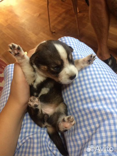 Щенки бесплатно