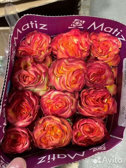 Премиальная роза Голландия и Эквадор от склада