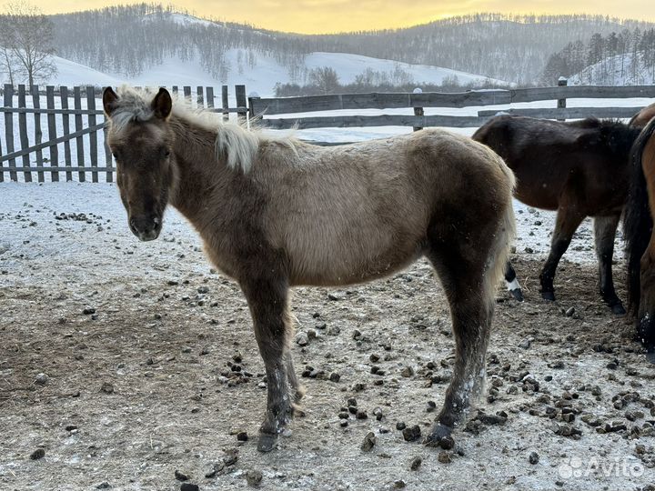 Жеребята башкирской породы