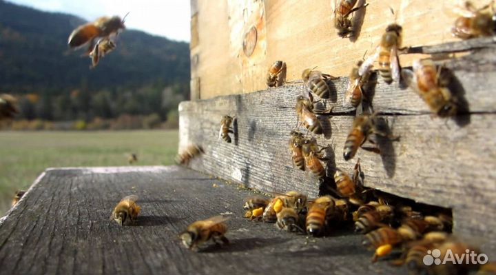 Мёд натуральный из Алтая опт