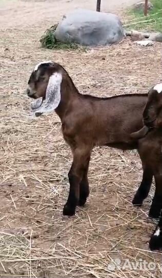 Нубийские козы козлы козлята