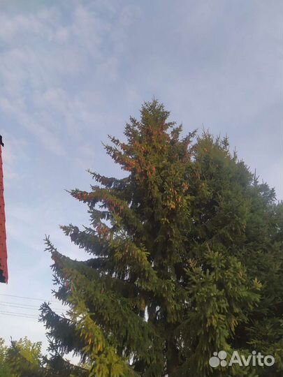 Шишки еловые, сосновые и с лиственницы