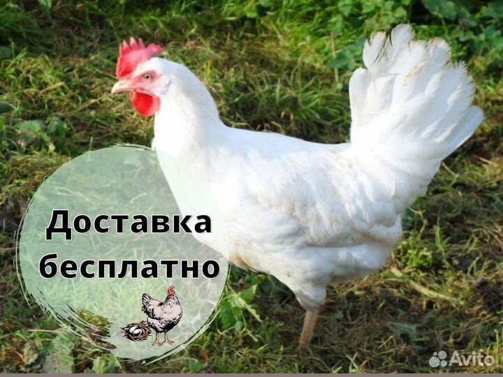 Куры несушки