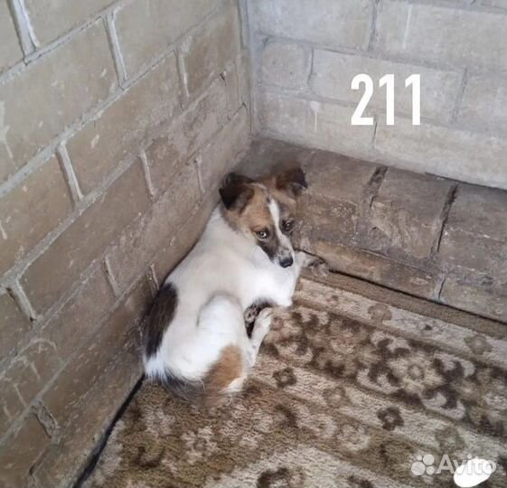 Малыш попал в отлов