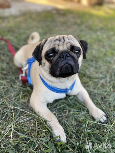 Мопс мальчик вязка