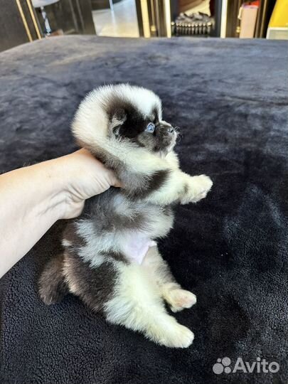 Мультиколор голубые глаза щенки шпица