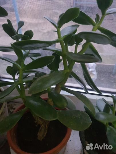 Денежное дерево