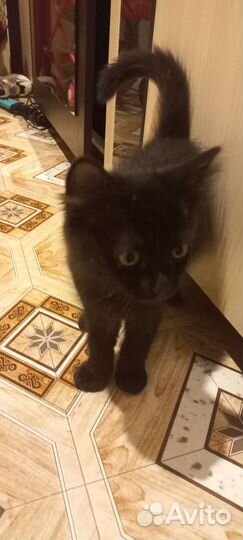 Кошки в добрые руки бесплатно