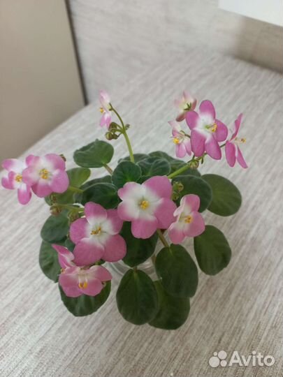 Фиалки,мини,полумини