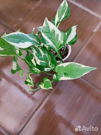 Сциндапсус Н джой