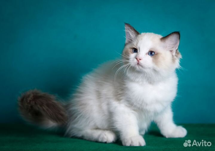 Котята рэгдолл