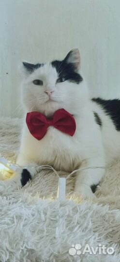 Котейка