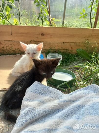 Котята бесплатно