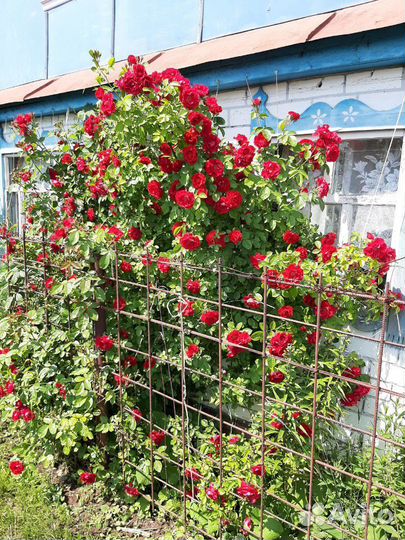 Роза плетистая саженцы. Зимостойкая
