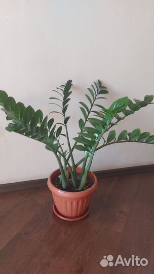 Замиокулькас